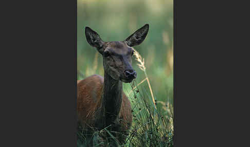 Rotwild (Cervus elaphus)