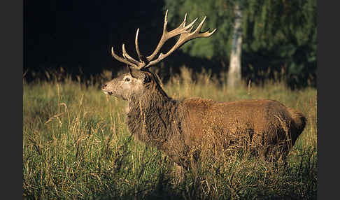 Rotwild (Cervus elaphus)