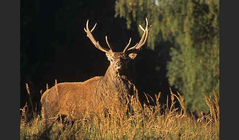 Rotwild (Cervus elaphus)