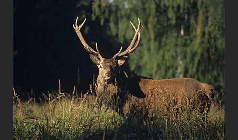 Rotwild (Cervus elaphus)