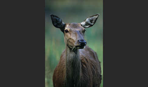 Rotwild (Cervus elaphus)