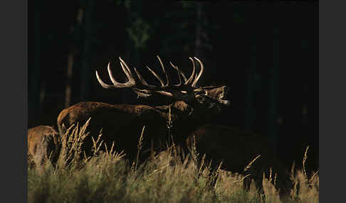 Rotwild (Cervus elaphus)