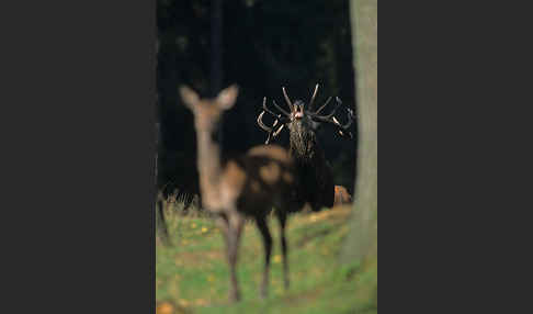 Rotwild (Cervus elaphus)