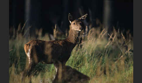 Rotwild (Cervus elaphus)