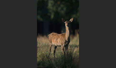 Rotwild (Cervus elaphus)