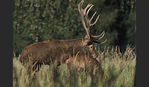 Rotwild (Cervus elaphus)