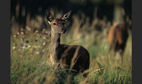 Rotwild (Cervus elaphus)