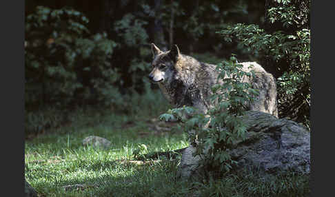 Wolf (Canis lupus)