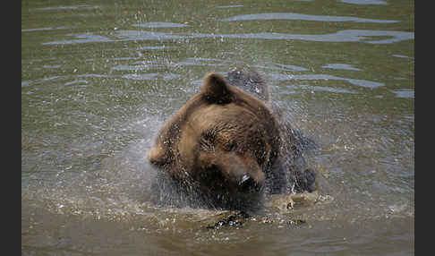 Braunbär (Ursus arctos)