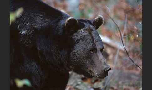 Braunbär (Ursus arctos)