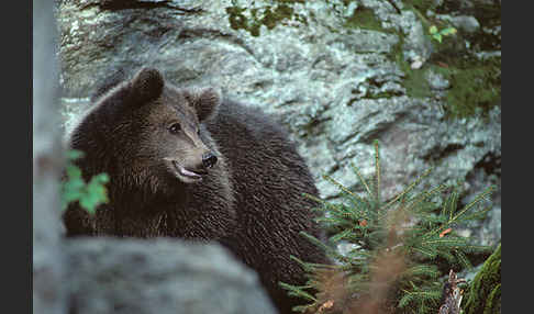 Braunbär (Ursus arctos)