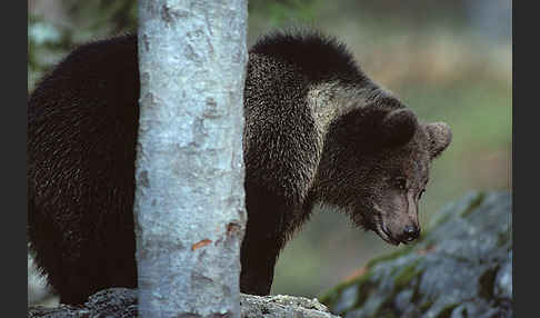 Braunbär (Ursus arctos)