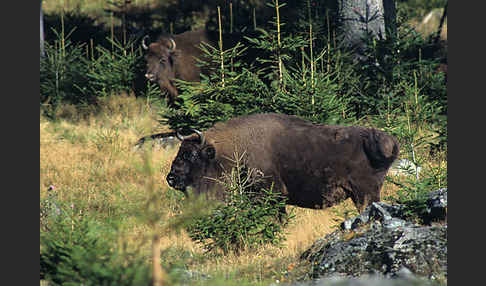 Wisent (Bison bonasus)