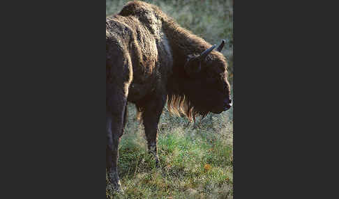 Wisent (Bison bonasus)