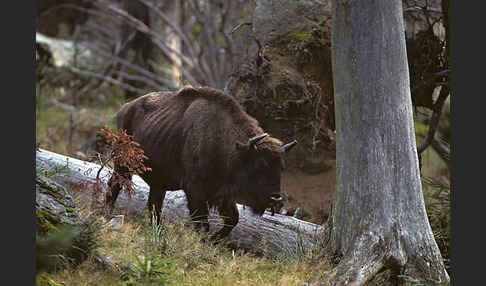 Wisent (Bison bonasus)