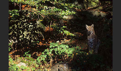 Luchs (Felis lynx)