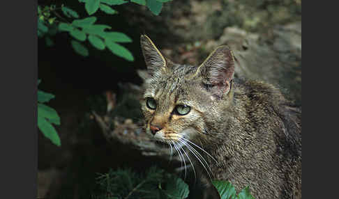 Wildkatze (Felis silvestris)