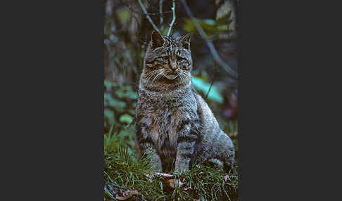 Wildkatze (Felis silvestris)