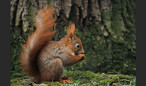 Eichhörnchen (Sciurus vulgaris)