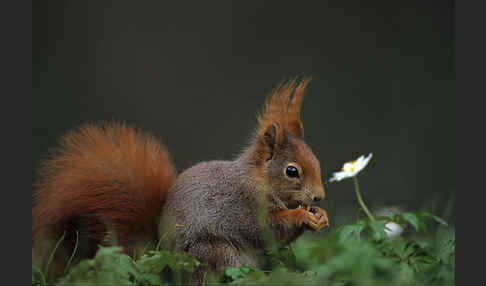 Eichhörnchen (Sciurus vulgaris)