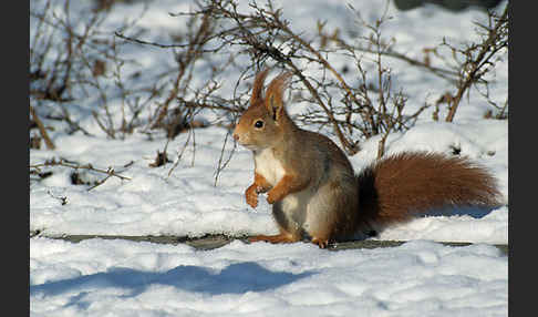 Eichhörnchen (Sciurus vulgaris)