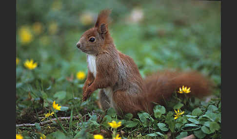 Eichhörnchen (Sciurus vulgaris)