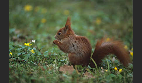 Eichhörnchen (Sciurus vulgaris)