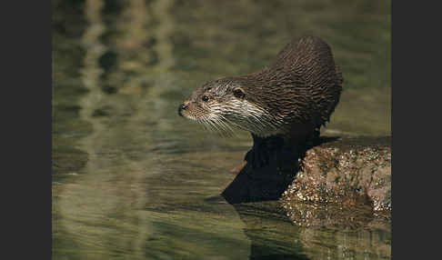 Fischotter (Lutra lutra)