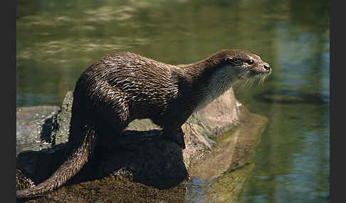 Fischotter (Lutra lutra)