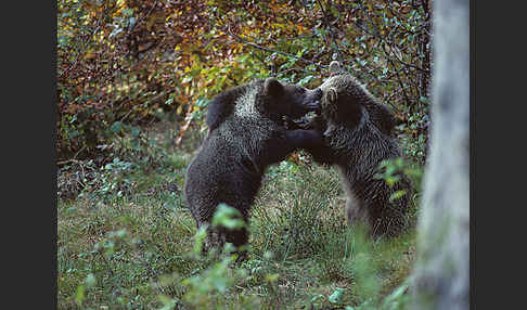 Braunbär (Ursus arctos)