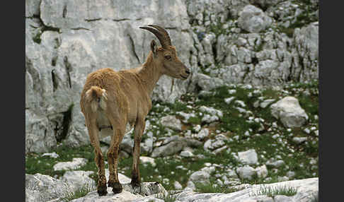 Steinbock (Capra ibex)