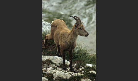 Steinbock (Capra ibex)