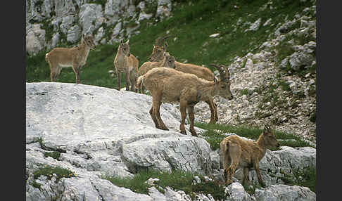 Steinbock (Capra ibex)