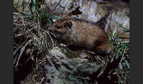 Brandmaus (Apodemus agrarius)