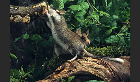 Gartenschläfer (Eliomys quercinus)