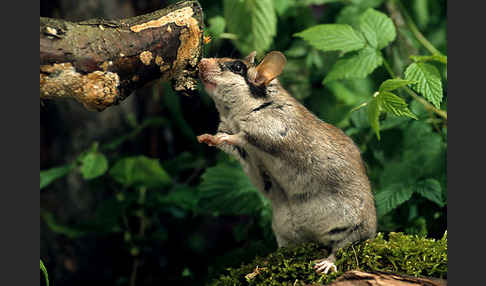 Gartenschläfer (Eliomys quercinus)