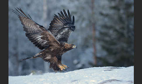 Steinadler (Aquila chrysaetos)