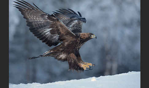 Steinadler (Aquila chrysaetos)