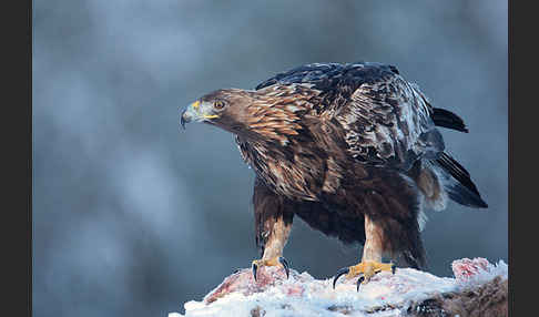 Steinadler (Aquila chrysaetos)