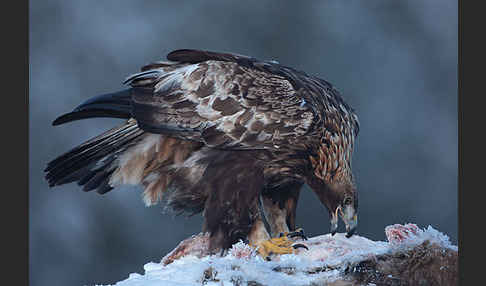 Steinadler (Aquila chrysaetos)