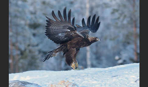 Steinadler (Aquila chrysaetos)