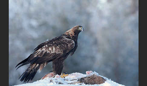 Steinadler (Aquila chrysaetos)