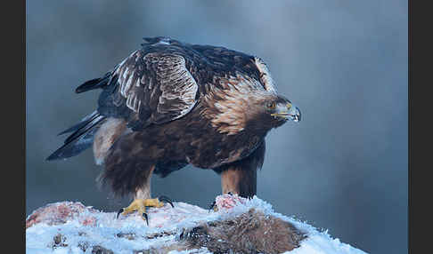 Steinadler (Aquila chrysaetos)