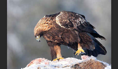 Steinadler (Aquila chrysaetos)