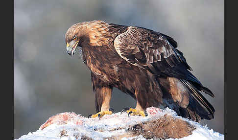 Steinadler (Aquila chrysaetos)