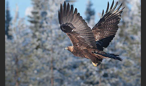 Steinadler (Aquila chrysaetos)