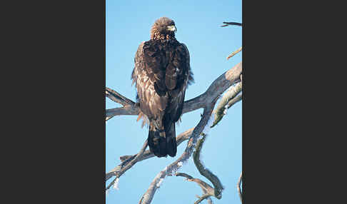 Steinadler (Aquila chrysaetos)