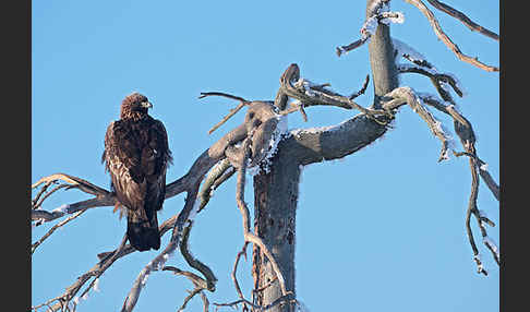 Steinadler (Aquila chrysaetos)