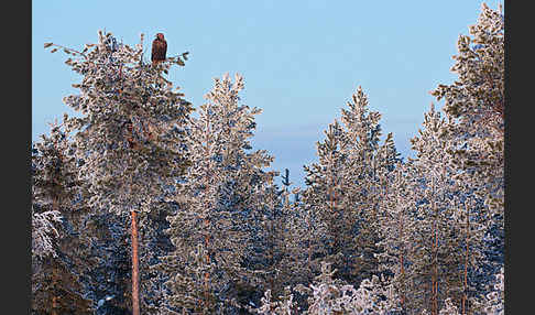 Steinadler (Aquila chrysaetos)