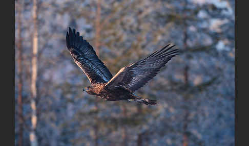 Steinadler (Aquila chrysaetos)